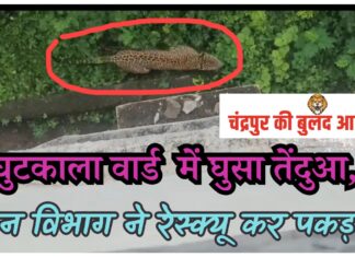 घुटकाला वार्ड के घर में घुसा तेंदुआ, वन विभाग ने रेस्क्यू कर पकड़ा