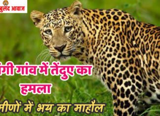 सावंगी गांव में तेंदुए का हमला:गोशाला में घुसकर बछड़े को मार डाला, ग्रामीणों में भय का माहौल
