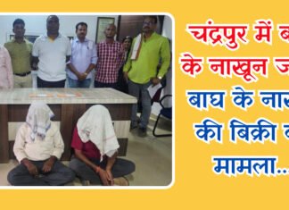 चंद्रपुर में बाघ के नाखून जब्तः बाघ के नाखून की बिक्री का मामला आया सामने