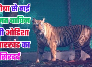 ताड़ोबा से गई झीनत बाघिन बनी ओडिशा व झारखंड का सिरदर्द