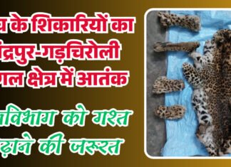बाघ के शिकारियों का चंद्रपुर-गड़चिरोली जंगल क्षेत्र में आतंक, वनविभाग को सतर्क रहने की जरूरत
