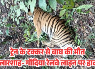 ट्रेन के टक्कर से बाघ की मौतः बल्लारशाह- गोंदिया रेलवे लाइन पर हादसा