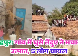 चंद्रपुर: गांव में घुसे तेंदुए ने मचाया उत्पात, 5 लोग घायल 8 घंटे की मशक्कत के बाद पकड़ा गया तेंदुआ