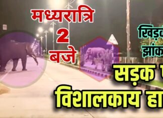 सड़कों पर हाथियों का मिड नाइट वॉक