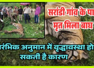 चंद्रपुर: सरांडी गांव के पास बाघ की मौत, प्रारंभिक अनुमान में वृद्धावस्था कारण