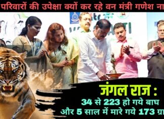 जंगल राज : 34 से 223 हो गये बाघ और 5 साल में मारे गये 173 ग्रामीण