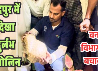 चंद्रपुर में दिखा दुर्लभ पैंगोलिन, वन विभाग ने बचाया