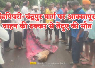 ब्रेकिंग न्यूज: गोंडपिपरी-चंद्रपुर मार्ग पर आक्सापूर में वाहन की टक्कर से तेंदुए की मौत