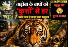 ताड़ोबा के बाघों को ‘कुत्तों’ से डर