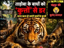ताड़ोबा के बाघों को ‘कुत्तों’ से डर