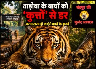 ताड़ोबा के बाघों को ‘कुत्तों’ से डर
